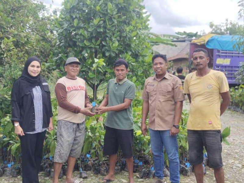 Penyaluran bibit pohon kakao di daerah. (Foto: IST)