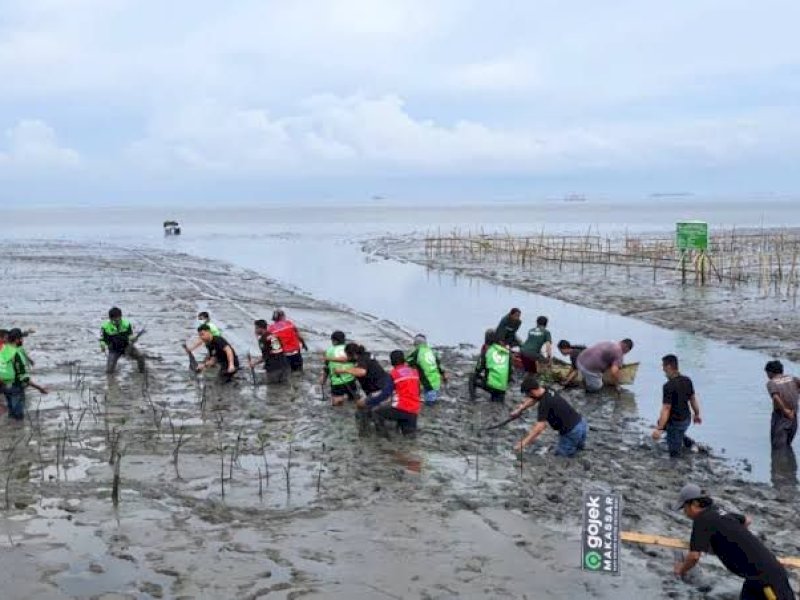 Warga sab pegiat konservasi melakukan penanaman mangrove. 