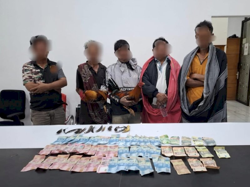 Pelaku judi sabung ayam yang diamankan Polres Torut. 