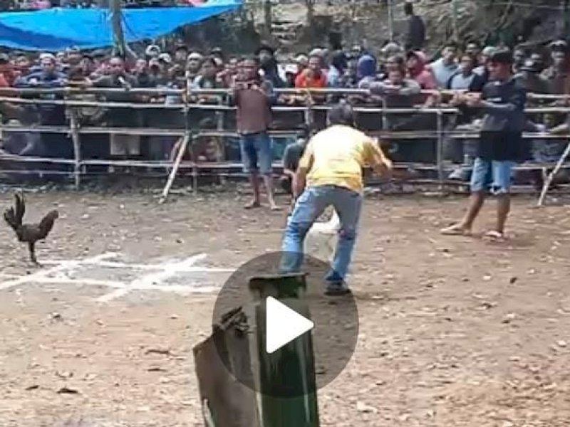 Kegiatan judi sabung ayam di Tampo Makale, Kabupaten Tana Toraja sedang berlangsung. (Foto: IST)