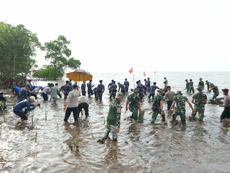 Proses penanaman mangrove di Mamuju. (Foto: IST)