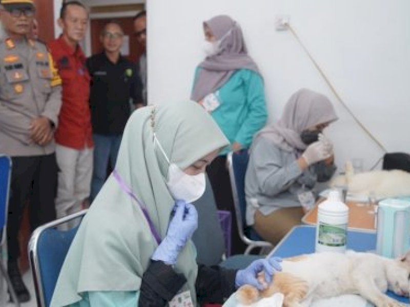 Hari Rabies Sedunia 2024, 73 Ekor Hewan Penular di Luwu Utara Divaksinasi