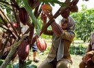 Program Agroforestri Diluncurkan, Diharap Dorong Peningkatan Ekonomi  Petani Kakao di Lutra 
