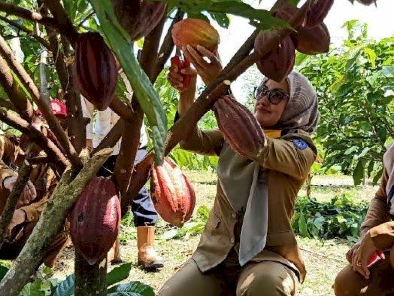 Program Agroforestri Diluncurkan, Diharap Dorong Peningkatan Ekonomi  Petani Kakao di Lutra 