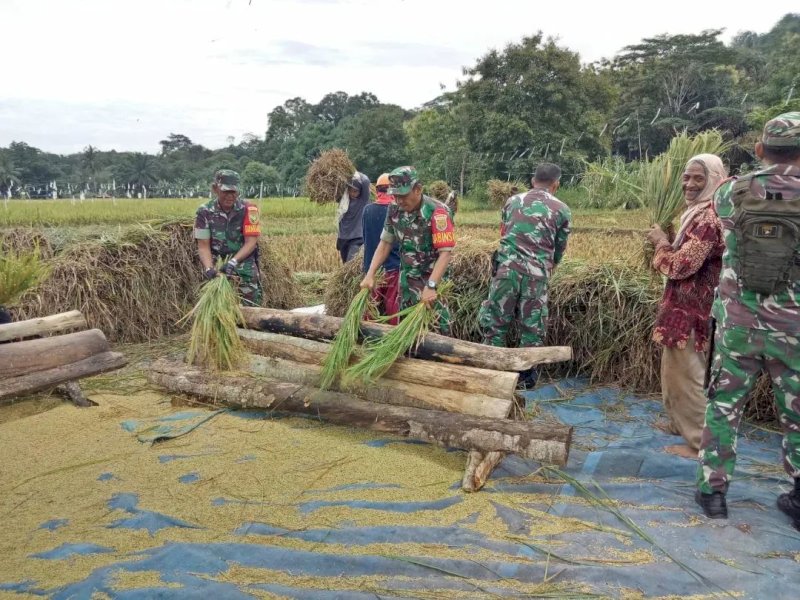 Danramil 412-10/Tanjung Raja, Lettu Inf Sugiono, bersama anggota Babinsa mendampingi Kelompok Tani Karya Sejahtera dalam panen padi di Desa Periangan Baru. 