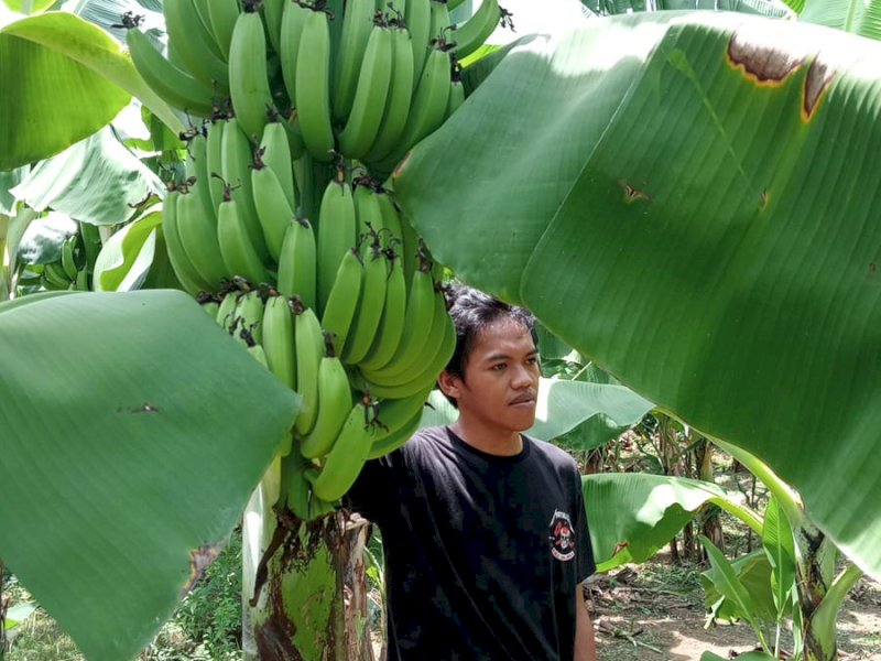 Petani Sulbar yang siap panen pisang Cavendish. 
