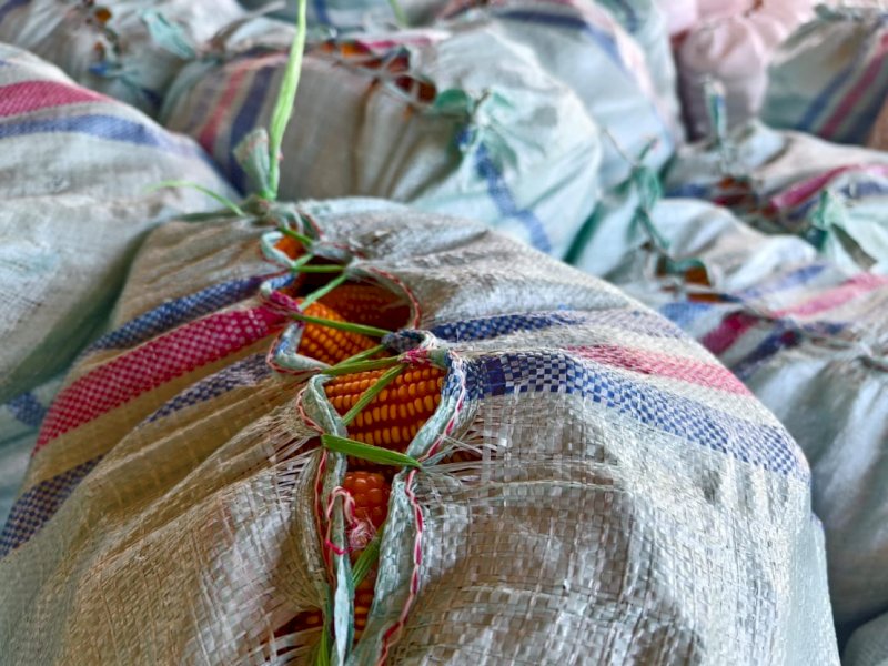 Harga Jagung Anjlok Saat Panen, Petani Bone Terancam Merugi 