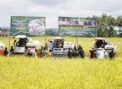Panen Raya Serentak di Bone, Gubernur Sudirman Pamer Sulsel Surplus Padi
