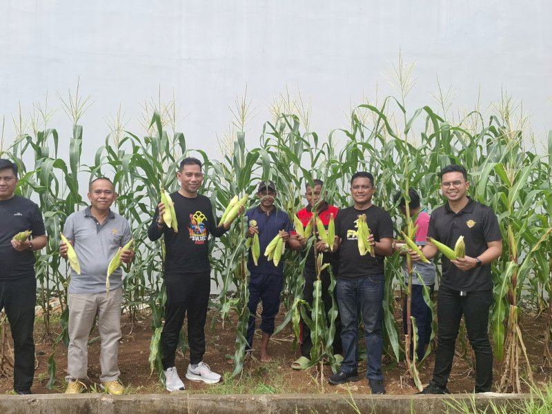 Lembaga Pemasyarakatan (Lapas) Kelas IIB Maros panen jagung di lahan perkebunan milik lapas. 