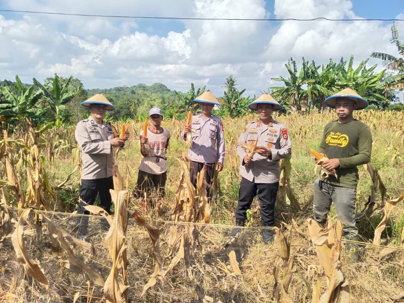 Polsek Tempe panen raya jagung di lahan binaan Kelurahan Cempalagi, Kecamatan Tempe. 