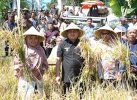 Dari Abbulo Sibatang, Pemkot Makassar Dorong Produksi Padi di Lahan Sempit