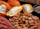 Petani di Bone Keluhkan Harga Kakao  Anjlok
