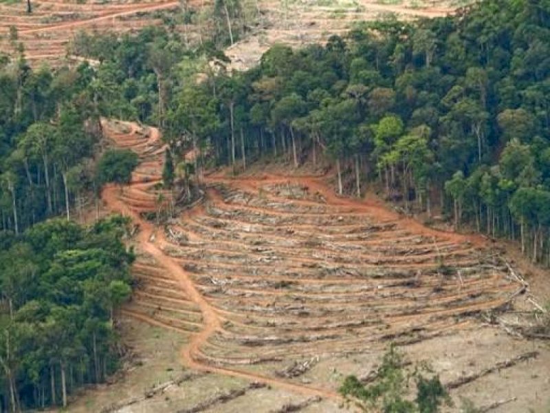 KPK: Potensi Kerugian Negara Akibat Kerusakan Hutan Capai Rp175 Triliun