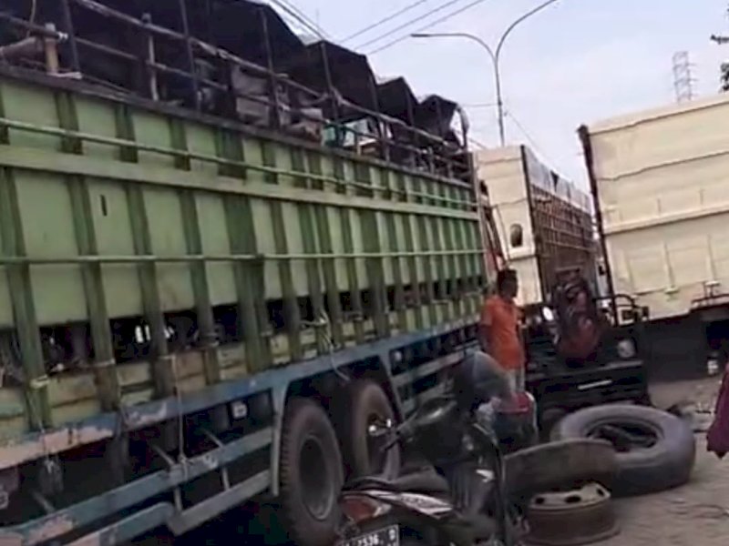 Sudah Bayar Karantina Rp25 Juta, Pengusaha Tator Bawa 48 Kerbau Tertahan di Surabaya