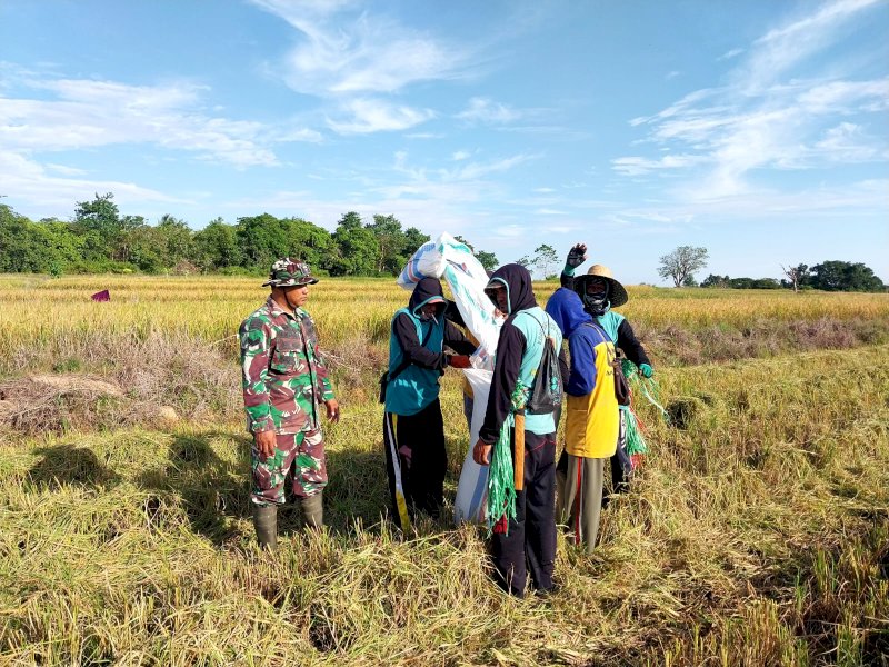 Koramil Maniangpajo Dorong Petani Wujudkan Ketahanan Pangan di Wajo
