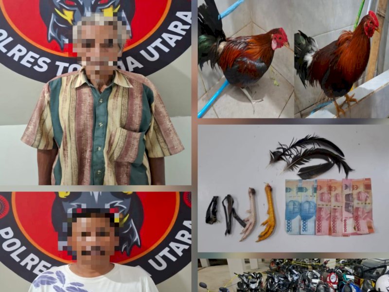 Polisi Gerebek Judi Sabung Ayam di Buntao Toraja Utara, 2 Orang Ditangkap