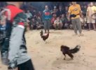 Marak Judi Sabung Ayam di Enrekang, Besok Digelar Besar-besaran di Garu'tuk Kalosi