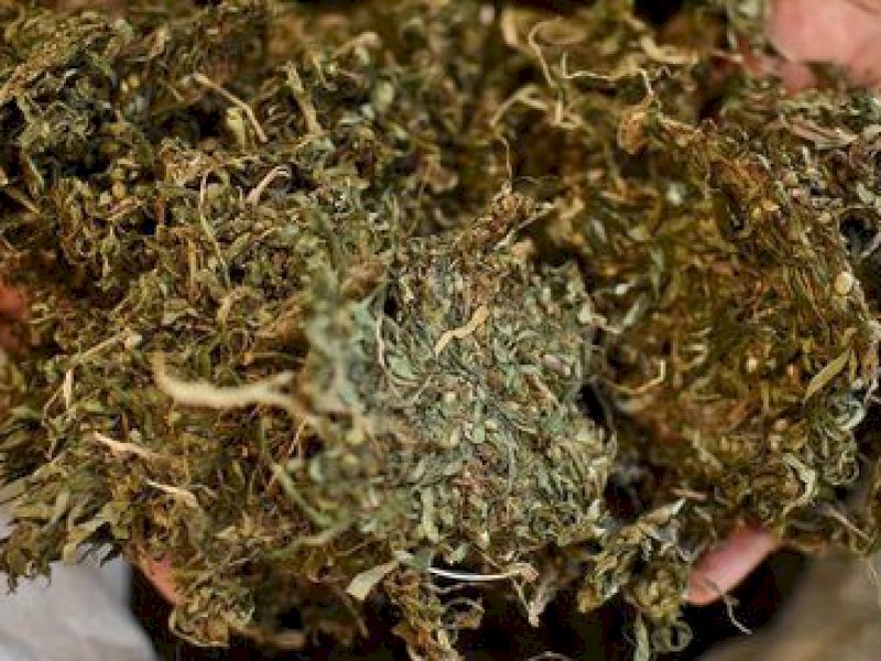 Bawa 110 Kg Ganja, 22 Biksu Ditangkap di Sri Lanka