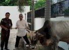 Sambut Idul Adha, Kejati Sulteng Serahkan Hewan Kurban untuk Wartawan 