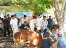 Bantuan Sapi Kurban Prabowo untuk Wajo Disembelih di Bontouse, Bobotnya 868 Kg