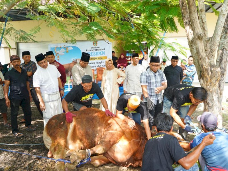 Bantuan Sapi Kurban Prabowo untuk Wajo Disembelih di Bontouse, Bobotnya 868 Kg