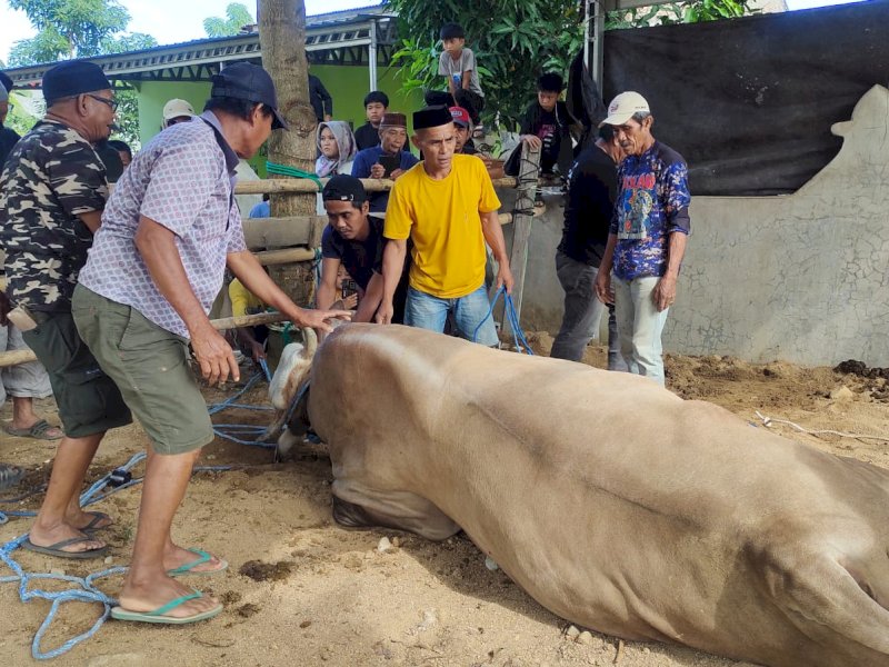 Momen Penyembelihan Bimo, Sapi Kurban Bantuan Prabowo di Polman: Dramatis-Kerahkan Puluhan Orang
