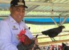 Dorong Ketahanan Pangan, Pemkab Maros-Unhas Kembangkan Budidaya Ayam Alope