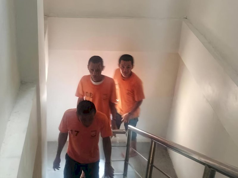 Tiga terduga pelaku judi adu kerbau diamankan Polres Toraja Utara. 