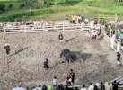 Jemaat Gereja Toraja Resah, BPS Larang Pelayanan Ibadah di Rambu Solo' Gegara Adu Kerbau