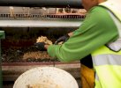 Dari Sampah jadi Gizi, Inovasi Dosen ITB Ciptakan Apartemen Ayam Maggot
