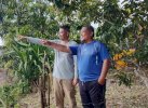 DLH Perkenalkan 'Wajo Green Pest', Cairan Antirayap Dibuat dari Limbah 