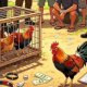 Terungkap Identitas Pemilik Arena Judi Sabung Ayam di Bahodopi Morowali: Inisialnya PK 