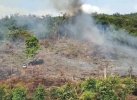 Ratusan Hektare Hutan Lindung di Lutim Sengaja Dibakar, Disulap jadi Kebun Marica 