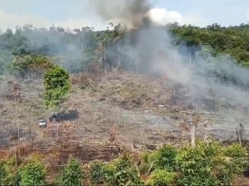 Ratusan Hektare Hutan Lindung di Lutim Sengaja Dibakar, Disulap jadi Kebun Marica 