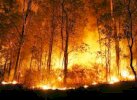 Karhutla Meluas di Indonesia, Kalimantan Terparah 