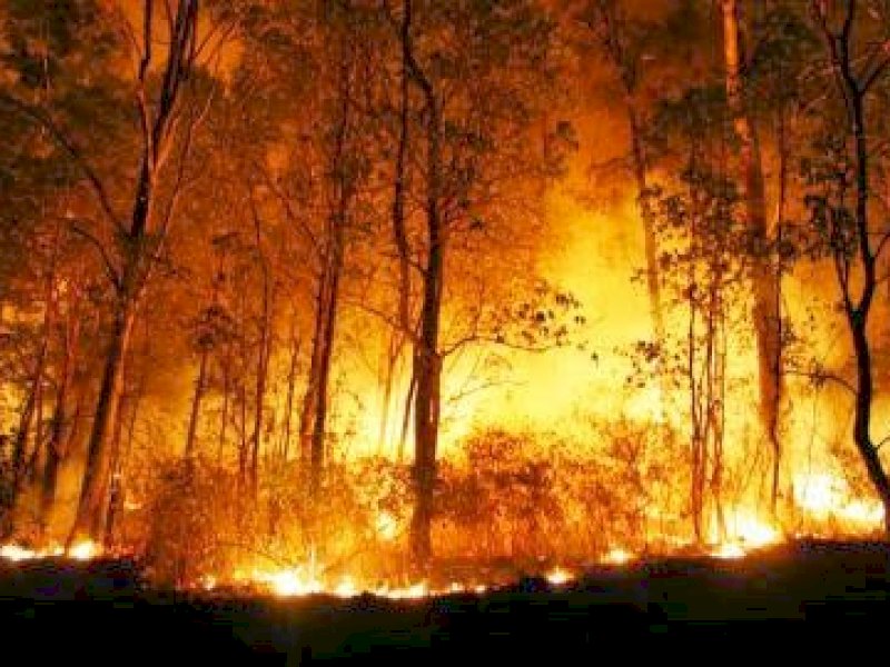 Karhutla Meluas di Indonesia, Kalimantan Terparah 