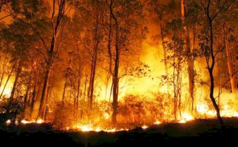Polri Tetapkan 72 Tersangka Karhutla, Riau Terbanyak