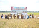 Panen Perdana di Desa Mario, Bupati Andi Rosman Bicara Tantangan Pertanian di Tengah Kekeringan 