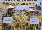 Bupati H Amran-Ketua DPRD Hadiri Syukuran Panen Padi Perdana di Dampal Selatan Tolitoli