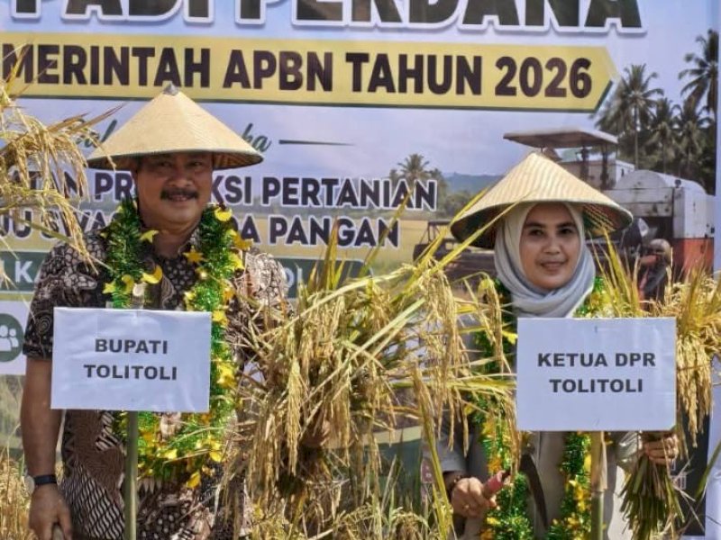 Bupati H Amran-Ketua DPRD Hadiri Syukuran Panen Padi Perdana di Dampal Selatan Tolitoli