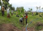 Irigasi tak Berfungsi, Petani di Ogodeide Tolitoli Ramai-ramai Tanam Jagung 