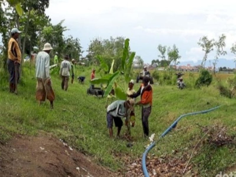 Irigasi tak Berfungsi, Petani di Ogodeide Tolitoli Ramai-ramai Tanam Jagung 