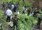 TNI Musnahkan 1.347 Batang Ganja di Papua Pegunungan, Diduga Ditanam OPM