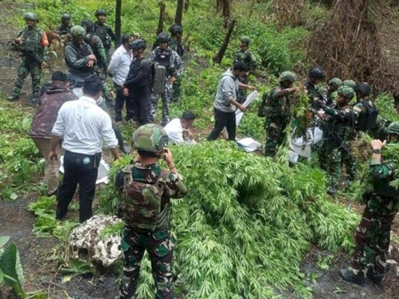 TNI Musnahkan 1.347 Batang Ganja di Papua Pegunungan, Diduga Ditanam OPM