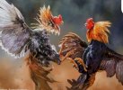 Polisi Kembali Tegaskan Komitmen Berantas Judi Sabung Ayam di Toraja Utara