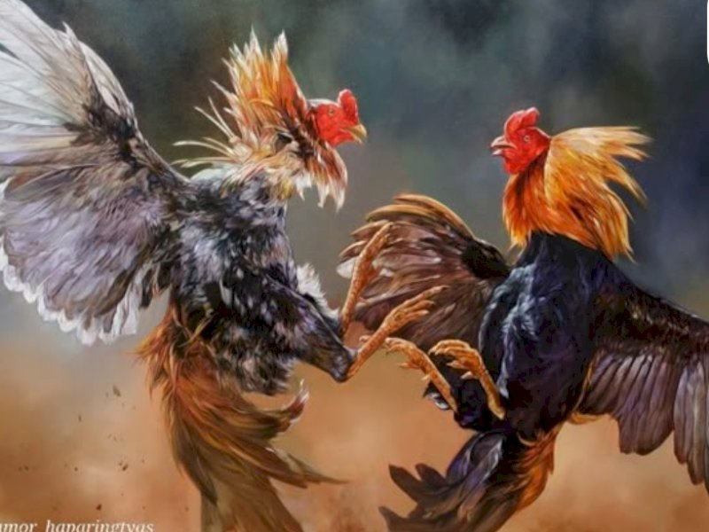 Polisi Kembali Tegaskan Komitmen Berantas Judi Sabung Ayam di Toraja Utara