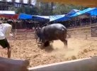 Polisi Diduga Lakukan Pembiaran Judi di Arena Adu Kerbau di Toraja Utara 
