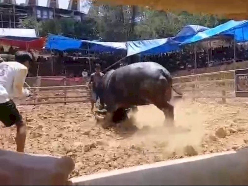 Polisi Diduga Lakukan Pembiaran Judi di Arena Adu Kerbau di Toraja Utara 