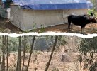 Arena Judi Adu Kerbau Marak Lagi di Toraja Utara, Polisi Diminta tak Tutup Mata