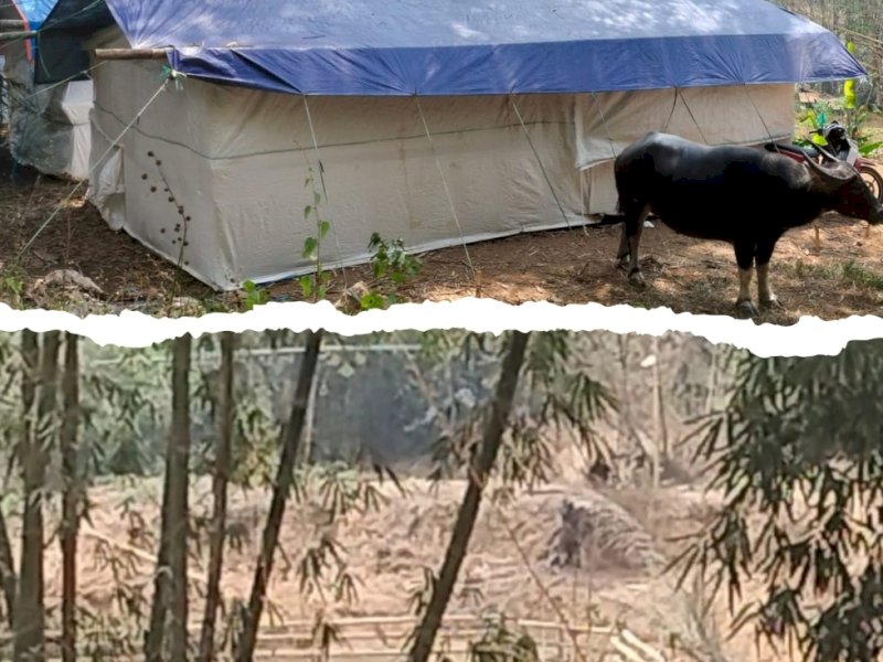 Arena Judi Adu Kerbau Marak Lagi di Toraja Utara, Polisi Diminta tak Tutup Mata
